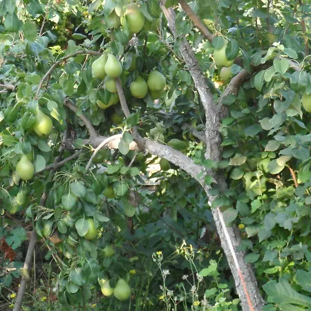 Mountainescape- Sale Appartamento