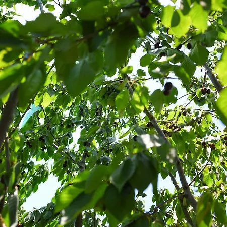 Mountainescape- Sale Chalkias