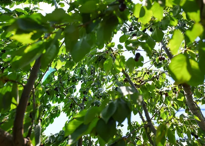 Mountainescape- Sale Chalkias